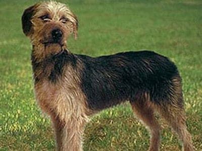 Bosanski Ostrodlaki Gonic (Barak)