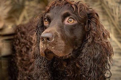 Boykin Spaniel