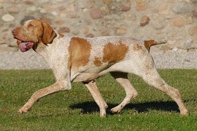 Bracco Italiano