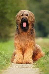 Briard