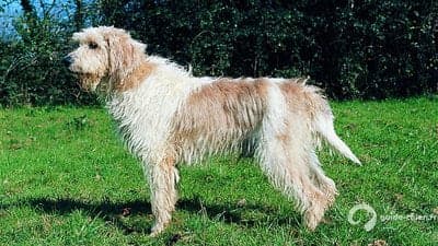 Briquet Griffon Vendéen