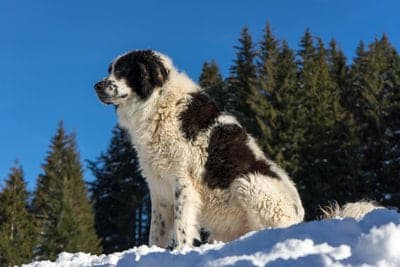 Bukovina Sheepdog