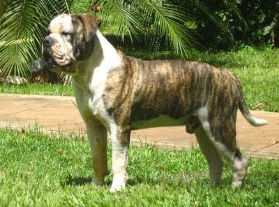 Buldogue Campeiro