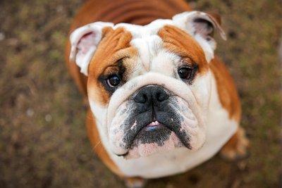 Bulldog