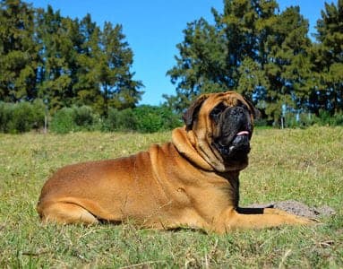 Bullmastiff