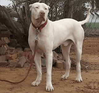 Bully Kutta