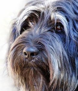 Cão da Serra de Aires