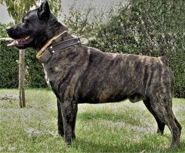 Cão de Fila de São Miguel