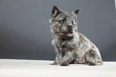 Cairn Terrier