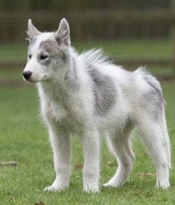 Canadian Eskimo Dog