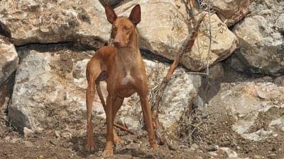 Canarian Warren Hound