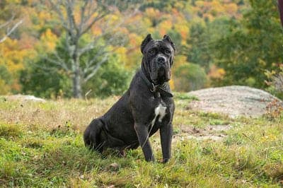 Cane Corso Italiano