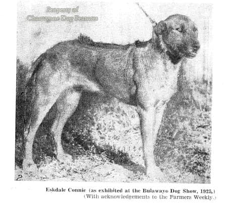Cane degli Ottentotti