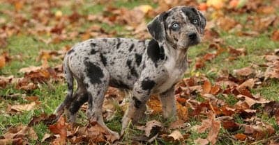 Catahoula Leopard Dog