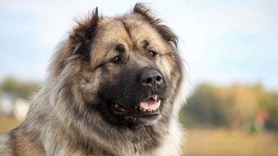Caucasian Shepherd Dog