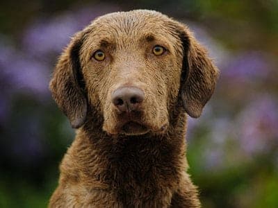Chesapeake Bay Retriever
