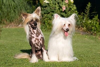 Chinese Crested