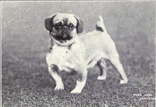 Chinese Happa Dog