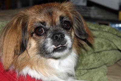 Chinese Imperial Dog