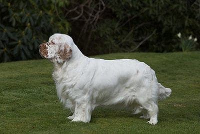 Clumber Spaniel