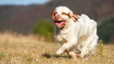 Clumber Spaniel