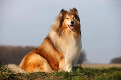 Collie
