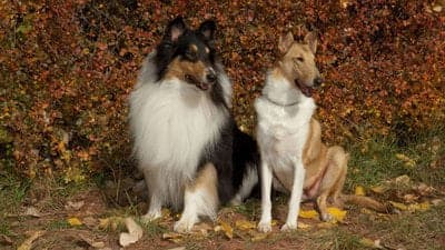 Collie (Rough and Smooth)