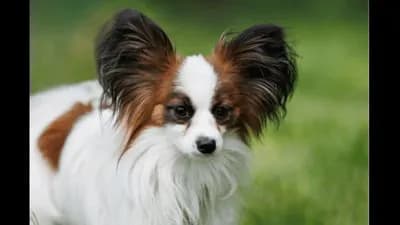 Continental Toy Spaniel