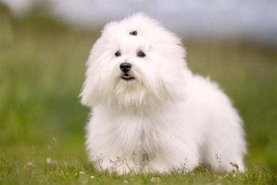 Coton de Tulear