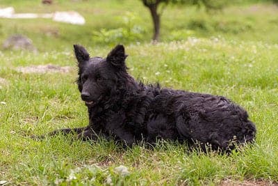 Croatian Sheepdog
