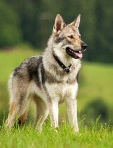 Czechoslovakian Wolfdog