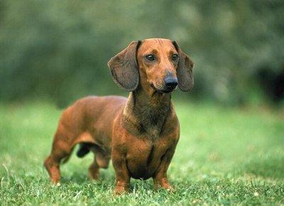 Dachshund