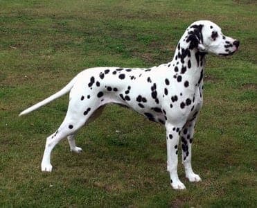 Dalmatian