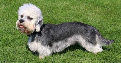 Dandie Dinmont Terrier