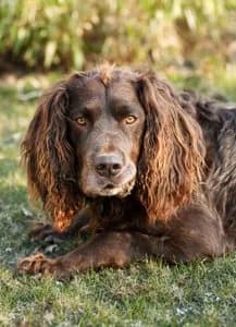 Deutscher Wachtelhund