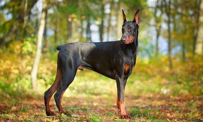 Doberman Pinscher