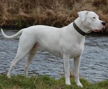 Dogo Argentino