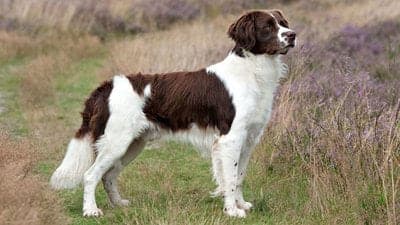 Drentsche Patrijshond