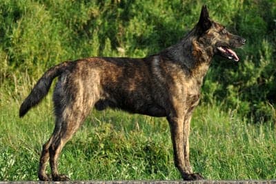 Dutch Shepherd