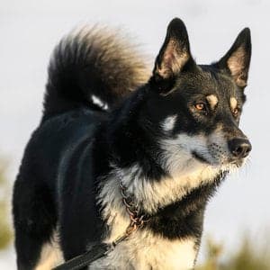 East Siberian Laika