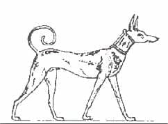 Egyptinmetsästyskoira