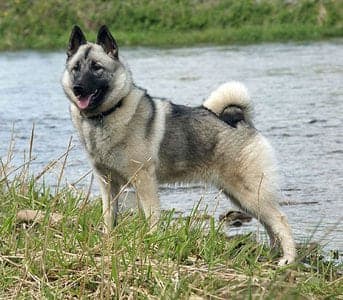 Elkhound (see Norwegian Elkhound)