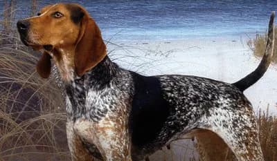 English Coonhound