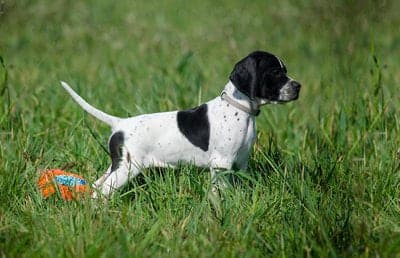 English Pointer