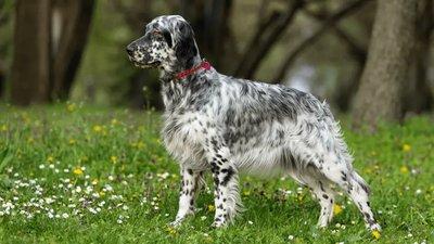English Setter