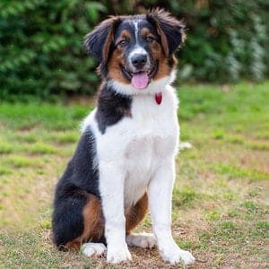 English Shepherd