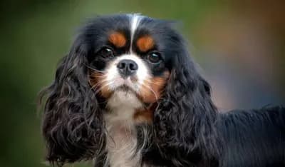 English Toy Spaniel