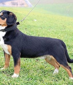 Entlebucher