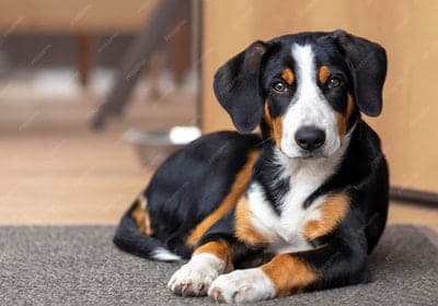 Entlebucher Sennenhund