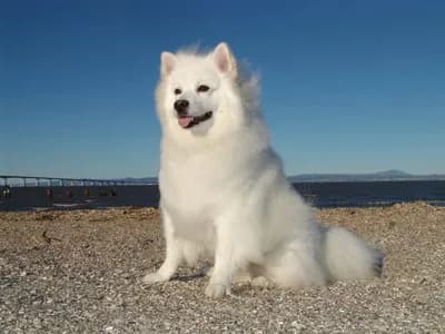 Eskimo Dog